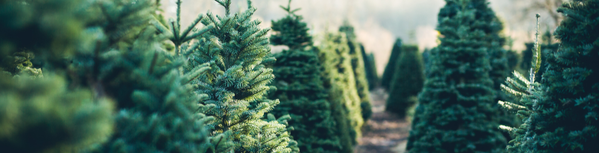 kerstbomen-bergambacht