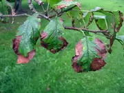 Bacterievuur: een vervelende plaag! Bacterievuur: een vervelende plaag!
