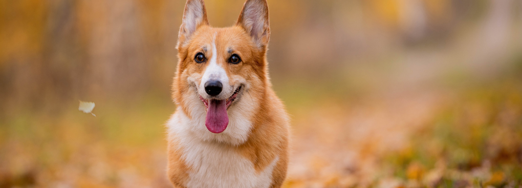 Dierendag