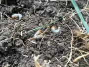 Engerlingen veroorzaken kale plekken in uw gazon! Engerlingen veroorzaken kale plekken in uw gazon!
