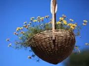 Hanging baskets