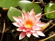 Waterplanten Waterplanten