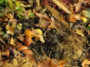 Tuinonderhoud in oktober Tuinonderhoud in oktober