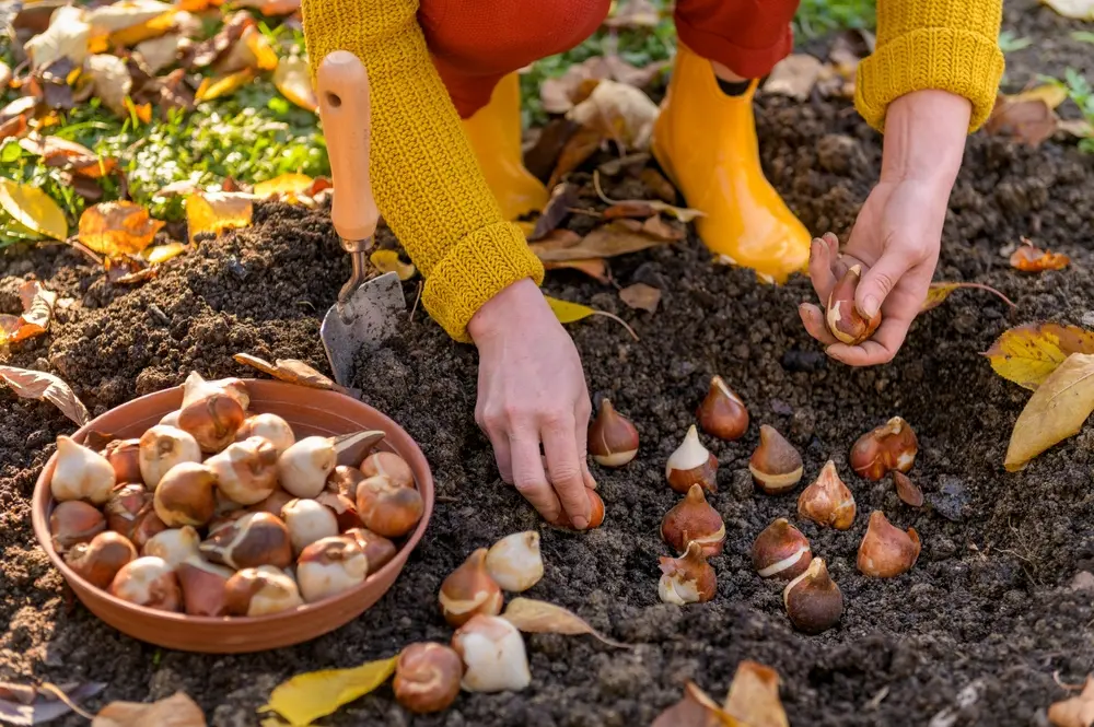 Nu planten =
