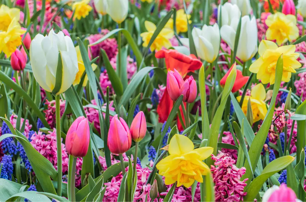 Straks planten =