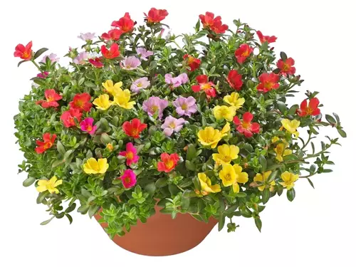 10 Tips voor de Portulaca