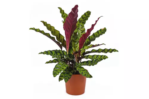 Calathea: de levende plant