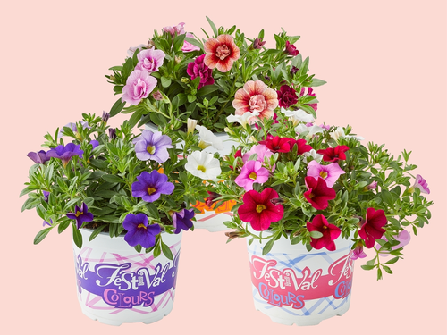 Drie keer zoveel kleur, drie keer zoveel sfeer.