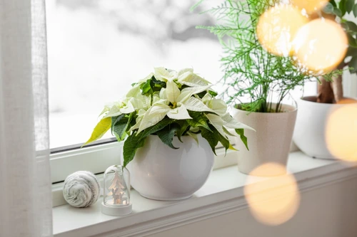 De kerstster (Poinsettia): de ster van uw interieur!