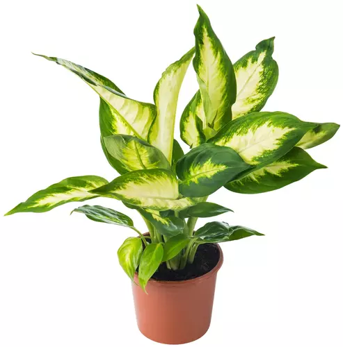 Dieffenbachia: de diefenplant