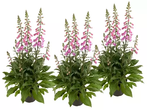 Digitalis 'Pink Panther': een roze powerplant