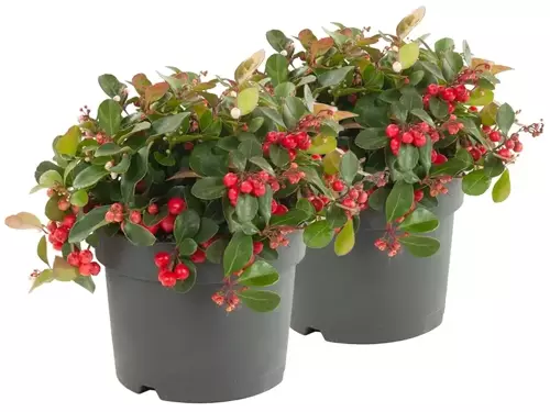 Gaultheria: winterhard en groenblijvend