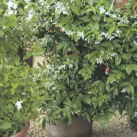Toscaanse jasmijn