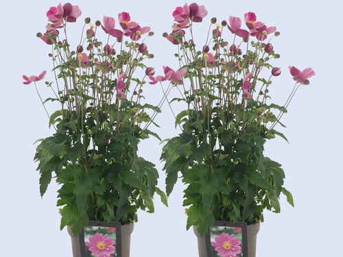 Op een roze wolk met 'Emmy Deep Rose'