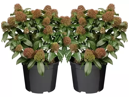 Skimmia japonica 'Rubella': wintergroene schoonheid