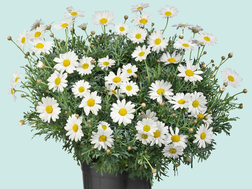 Struikmargriet– Zomer in bloei van voorjaar tot herfst