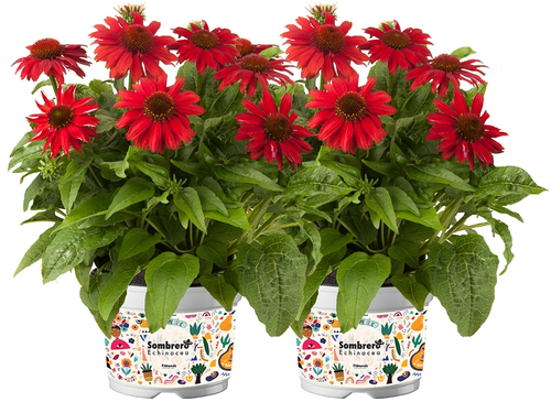 Tuinfiesta met Echinacea purpurea 'Sombrero'