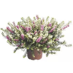 Erica Heideplant