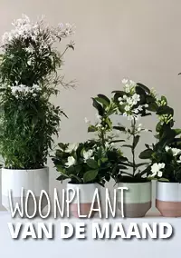 Witte geurende planten: Woonplanten van de maand maart
