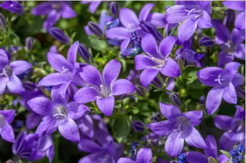 Zomerplanten: Uw tuin in volle bloei!