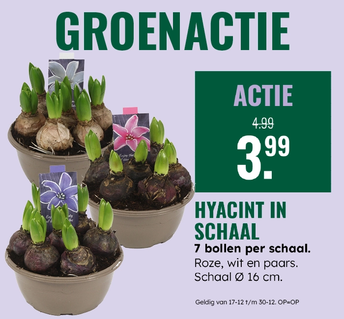 Groenactie: Hyacint in schaal