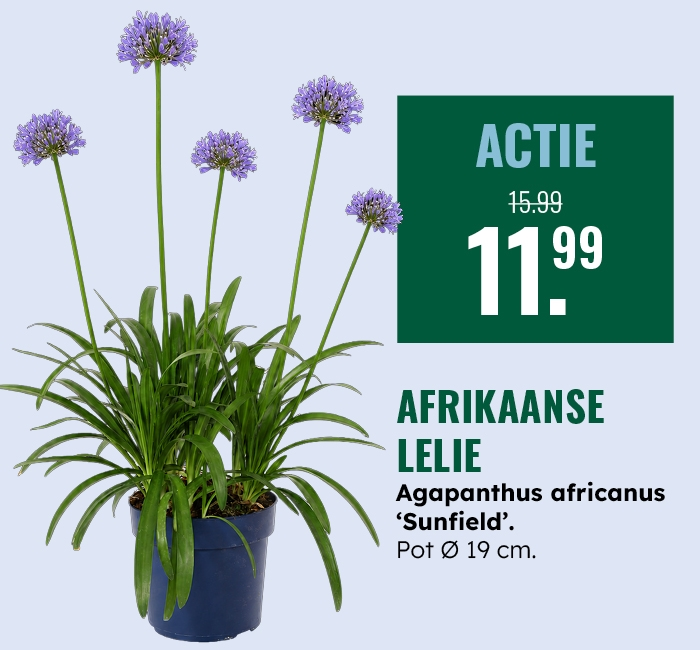 Weekaanbieding: Afrikaanse lelie ‘Sunfield’