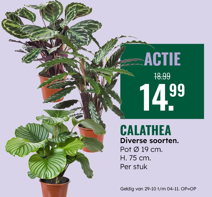 Weekaanbieding: Calathea