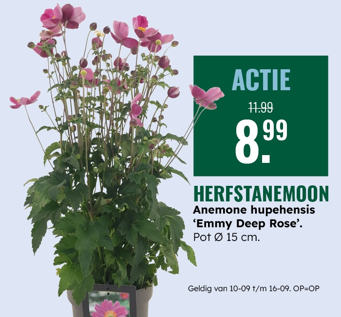 Weekaanbieding: Herfstanemoon