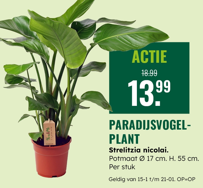 Weekaanbieding: Paradijsvogelplant
