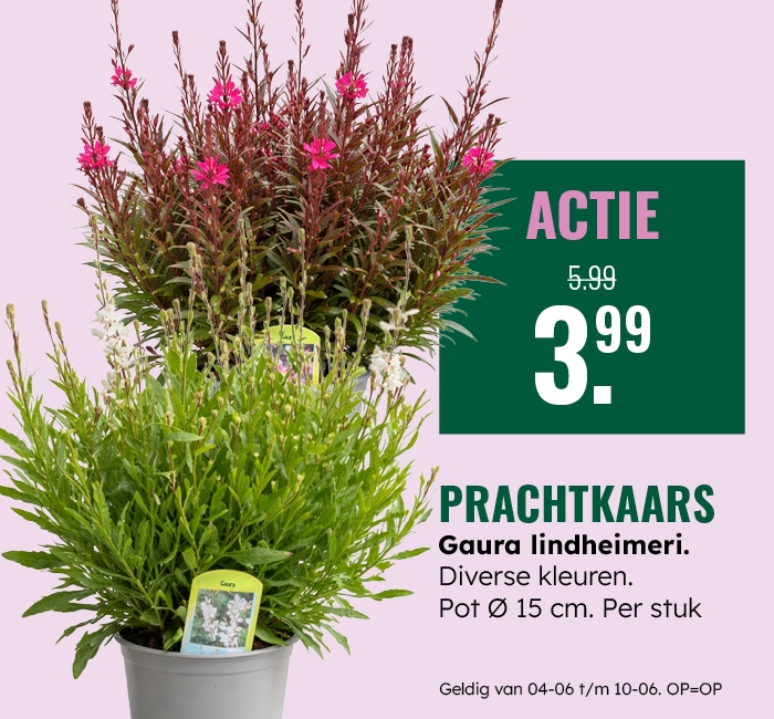 Weekaanbieding: Prachtkaars