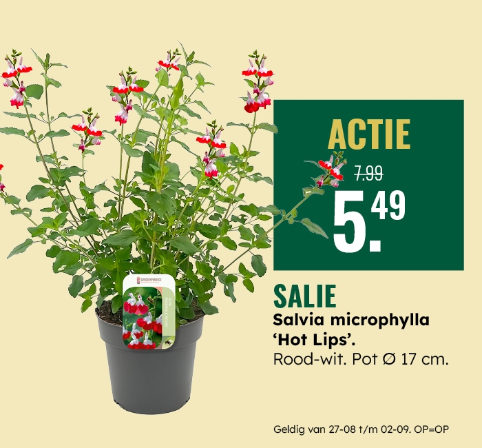 Weekaanbieding: Salie