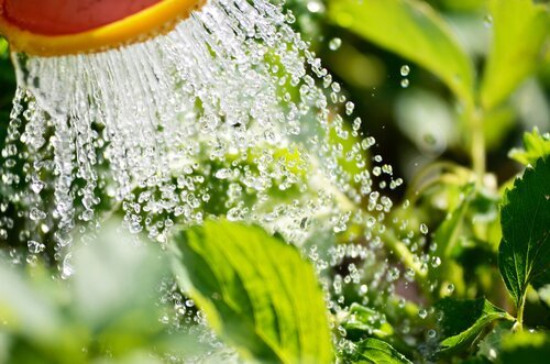 Bewatering | GroenRijk Bergambacht