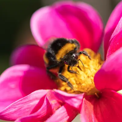 Bij- en vlinderlokkers | GroenRijk Bergambacht