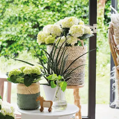 Bloeiende kamerplanten kopen