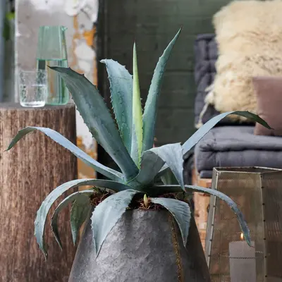 Cactussen en vetplanten