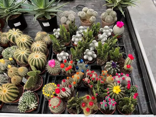 Cactussen en vetplanten kopen