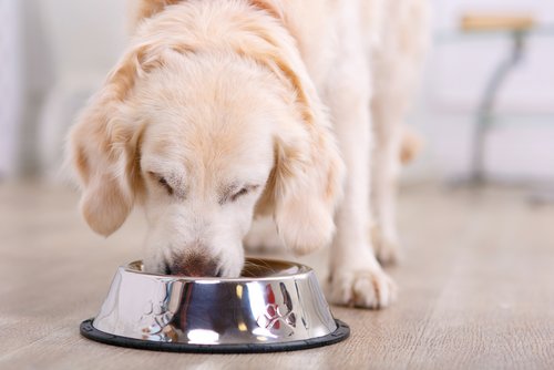 Alles voor uw hondje | Tuincentrum GroenRijk Bergambacht