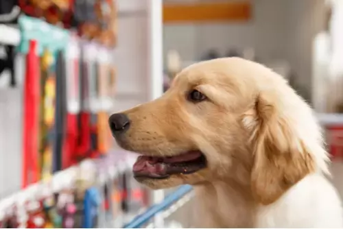 Dierenwinkel | GroenRijk Bergambacht