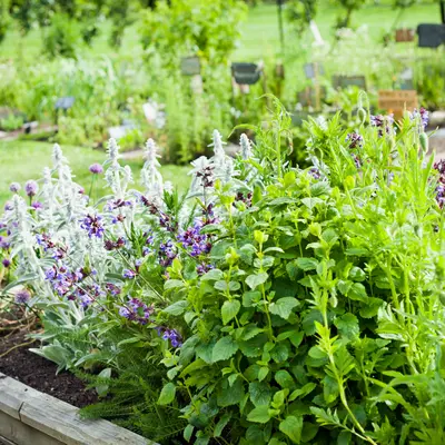 Geurende planten | GroenRijk Bergambacht