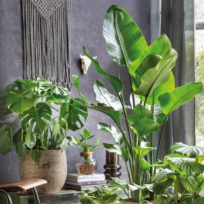 Grote kamerplanten | GroenRijk Bergambacht