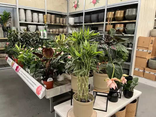 Kamerplanten kopen in de buurt van Gouda
