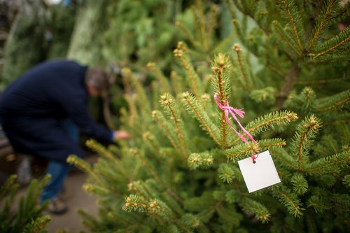 Kerstbomen kopen