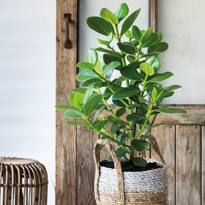 Luchtzuiverende kamerplanten kopen | GroenRijk Bergambacht