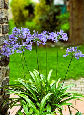 Mediterrane tuinplanten