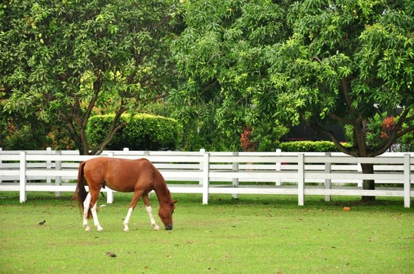 Paard