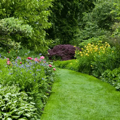 Tuinplanten