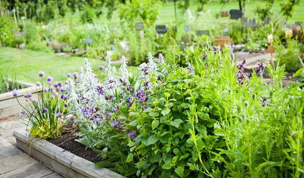 Tuinplanten kopen | GroenRijk Bergambacht