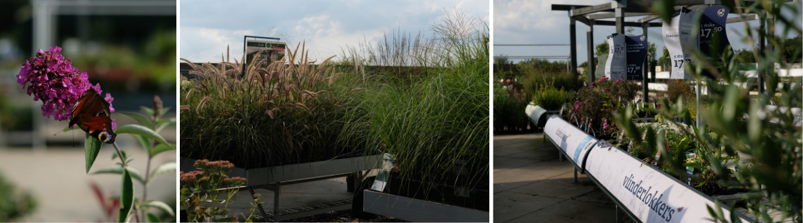 Tuinplanten kopen nabij Gouda | GroenRijk Bergambacht